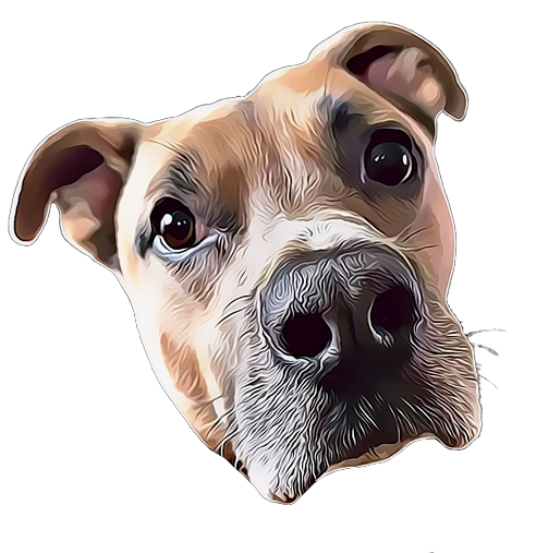 Animated Pet Portrait DTF Transfers